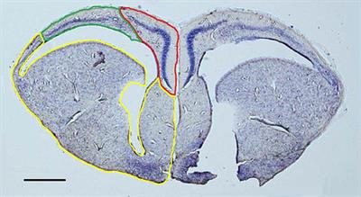 Increased Testosterone Decreases Medial Cortical Volume and Neurogenesis in Territorial Side-Blotched Lizards (Uta stansburiana)